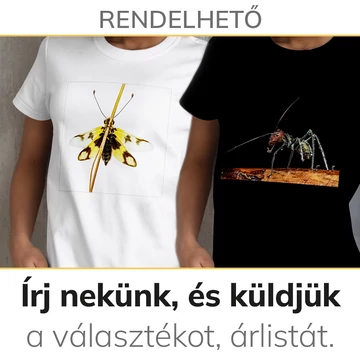 Női és férfi rövid ujjú, környakú pólók